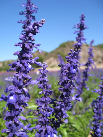 點(diǎn)擊新窗口打開