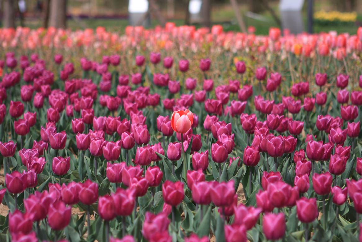 點(diǎn)擊新窗口打開